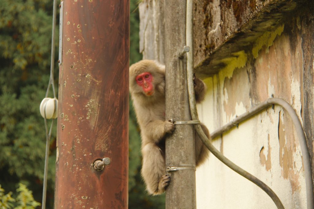 Affe in Nikko